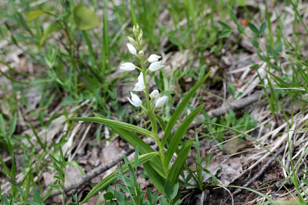 Cephalanthera longifolia